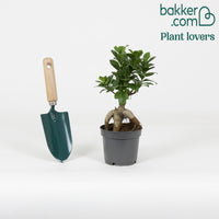 Bakker - Ficus 'Ginseng' - Ficus microcarpa ginseng