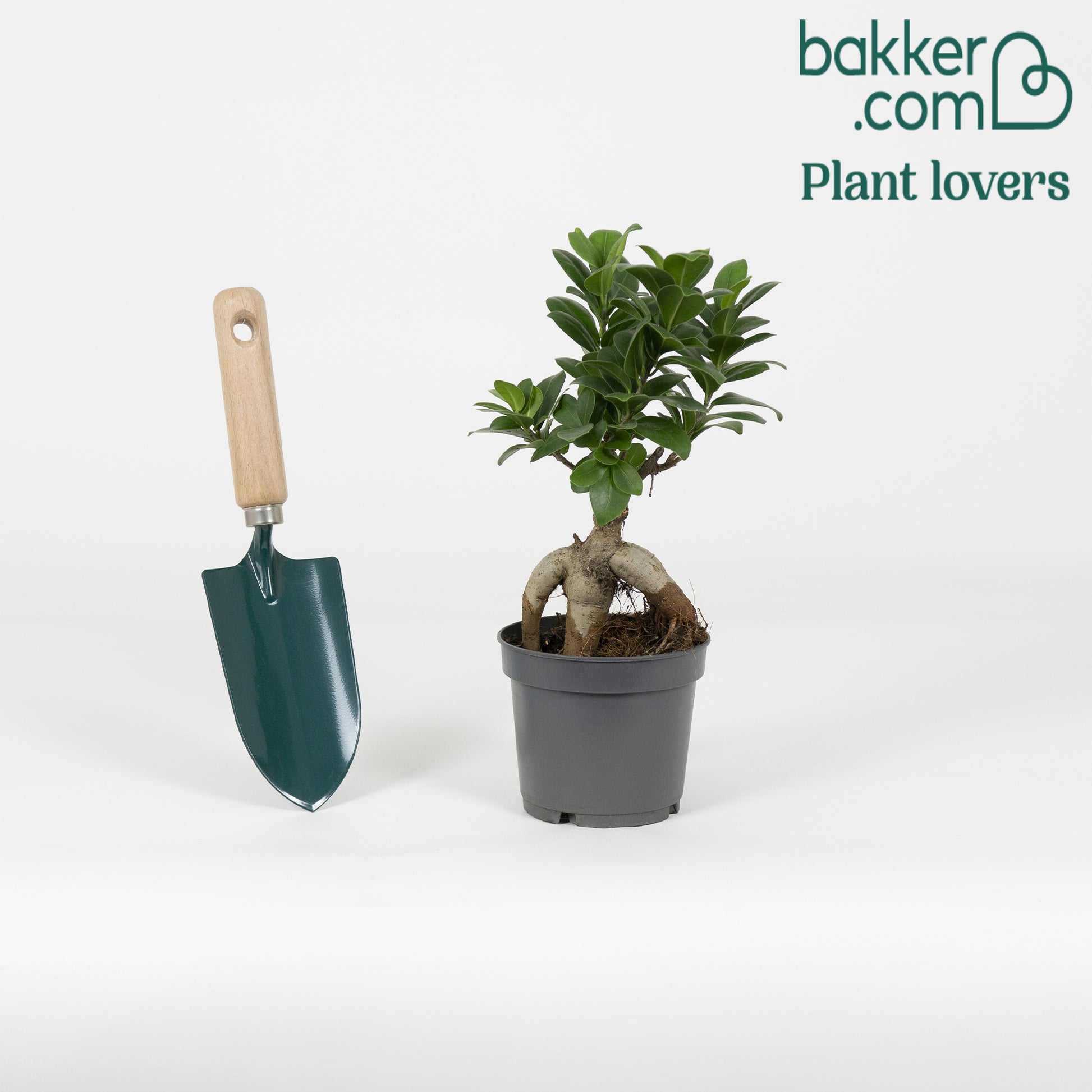 Bakker - Ficus 'Ginseng' - Ficus microcarpa ginseng