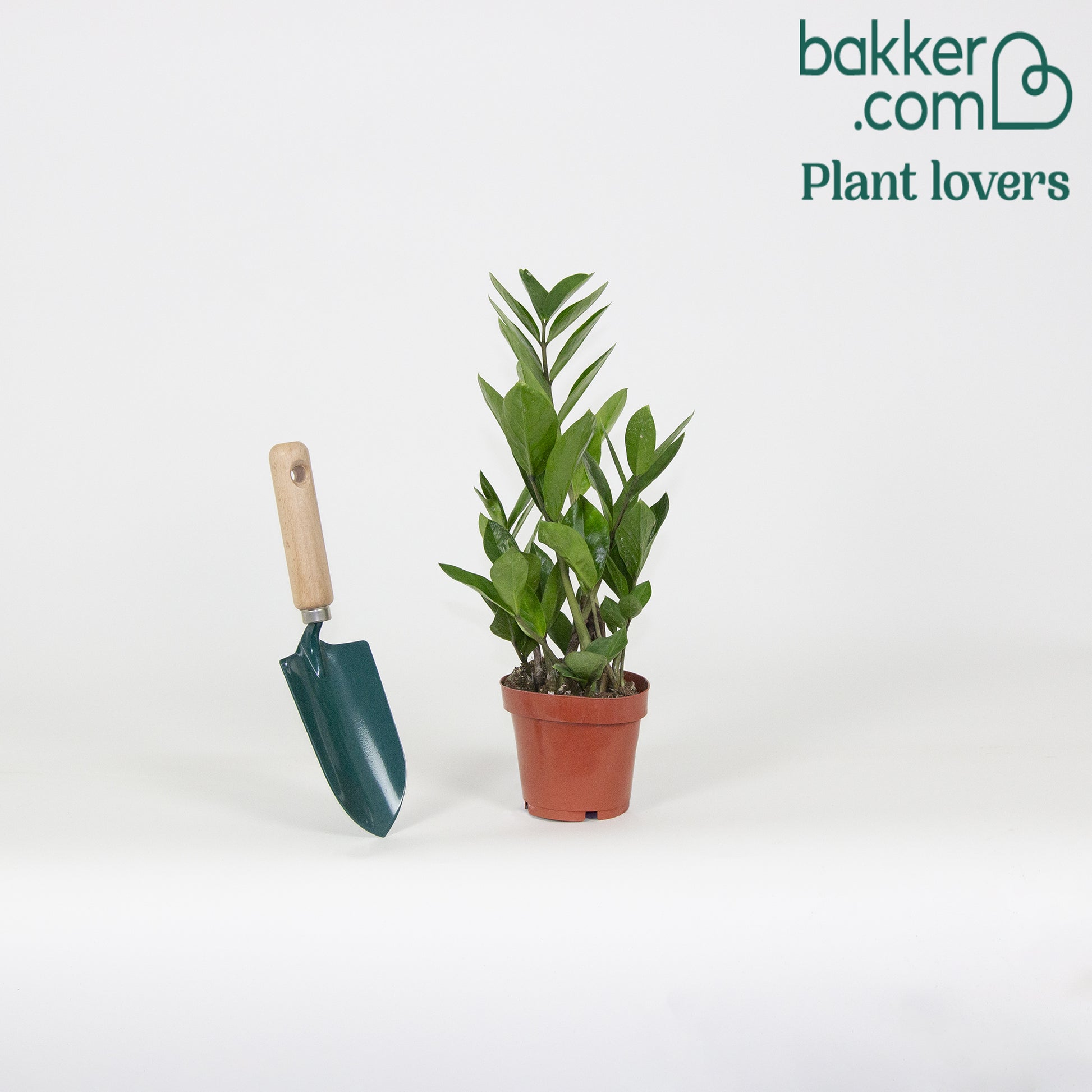 Bakker - Zamioculcas