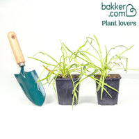 Catananche bleue - Cupidone