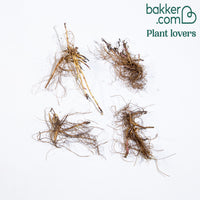 Bakker - 4 Aster d'automne en mélange - Aster dumosus