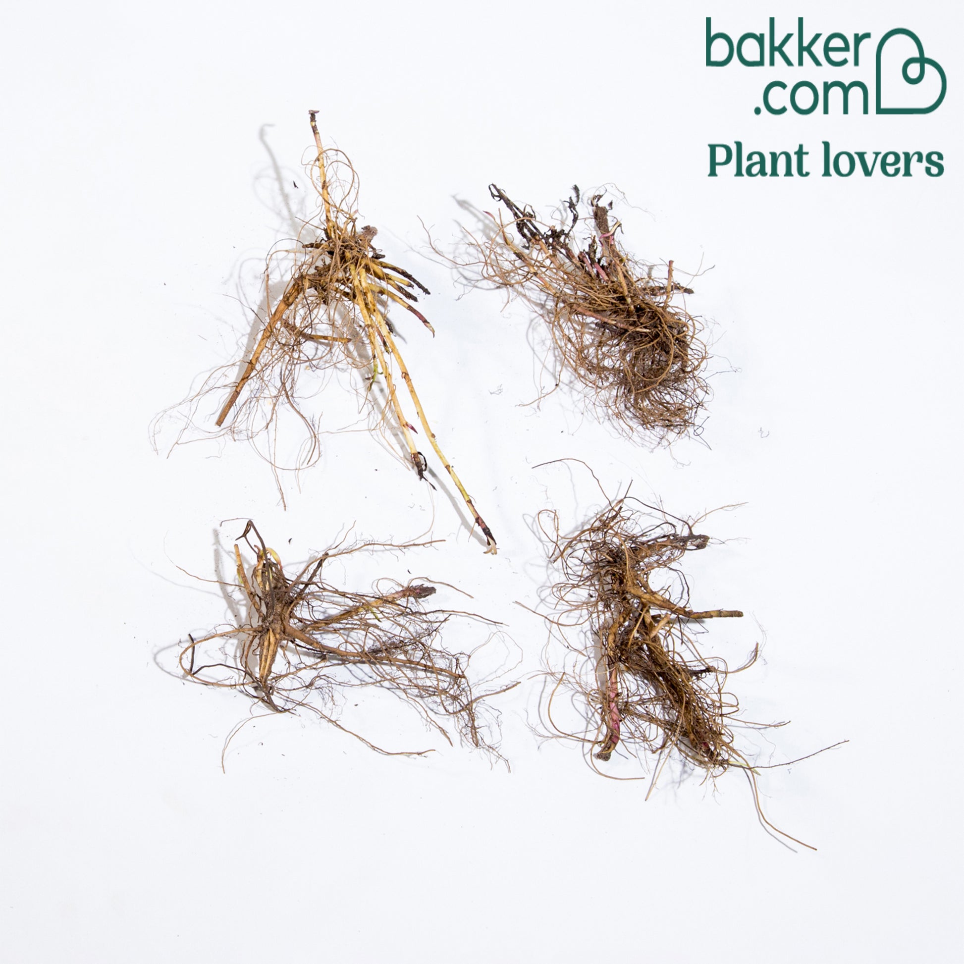 Bakker - 4 Aster d'automne en mélange - Aster dumosus