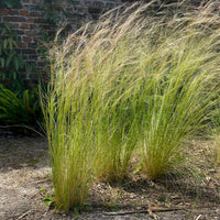 Cheveux d'Ange - Stipa tenuissima - Bakker
