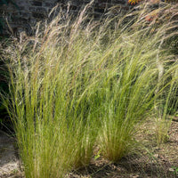 Cheveux d'Ange - Bakker
