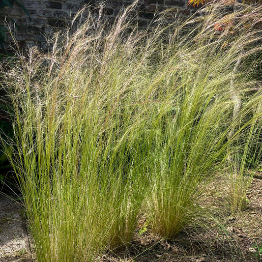 Cheveux d'Ange - Bakker