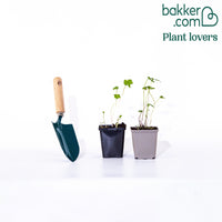 2 Anémones du Japon doubles