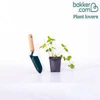 Framboisier arctique