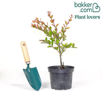 Lilas des Indes violet