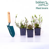 3 bruyères blanche, rouge, rose en mélange