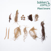 Collection de 15 plantes vivaces  - 2 m²