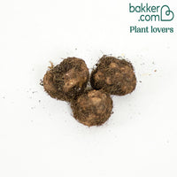 3 Bégonias cascade Florence