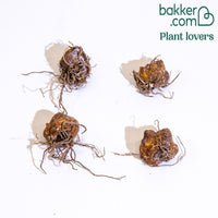 4 Lis OT en mélange