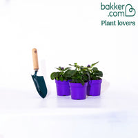 3 Héliotropes du Pérou