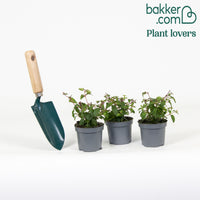 3 Fuchsias Riccartonii