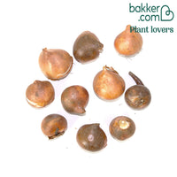 10 Tulipes Supri Erotic