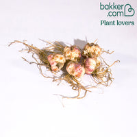 Lys asiatique 'Levi'