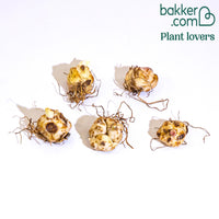 5 Lis bicolores en mélange