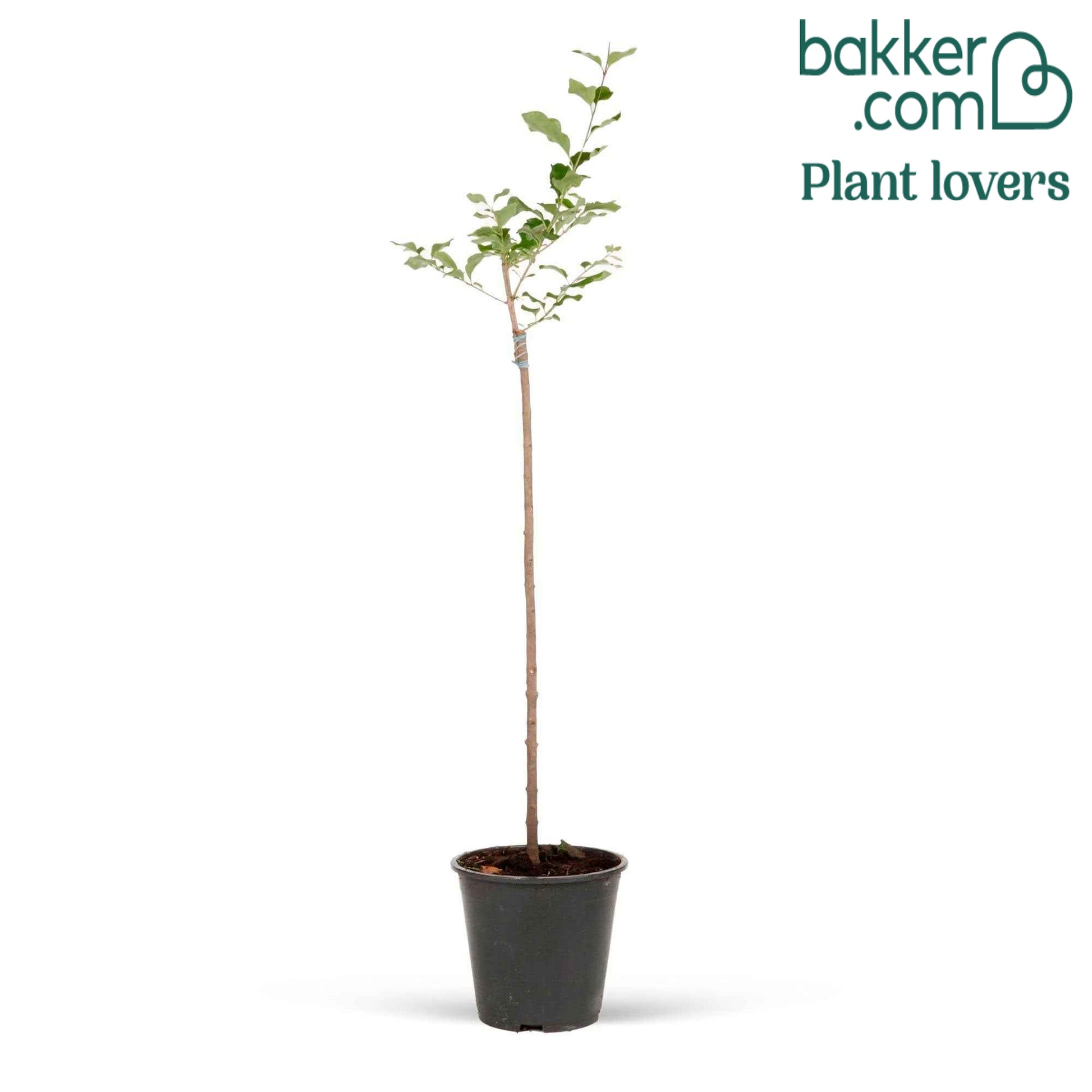 Bakker - Lilas nain 'Palibin' sur tige - Syringa meyeri  palibin