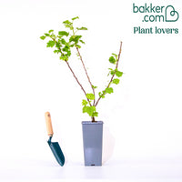 Groseillier à grappes Jonkheer Van Tets