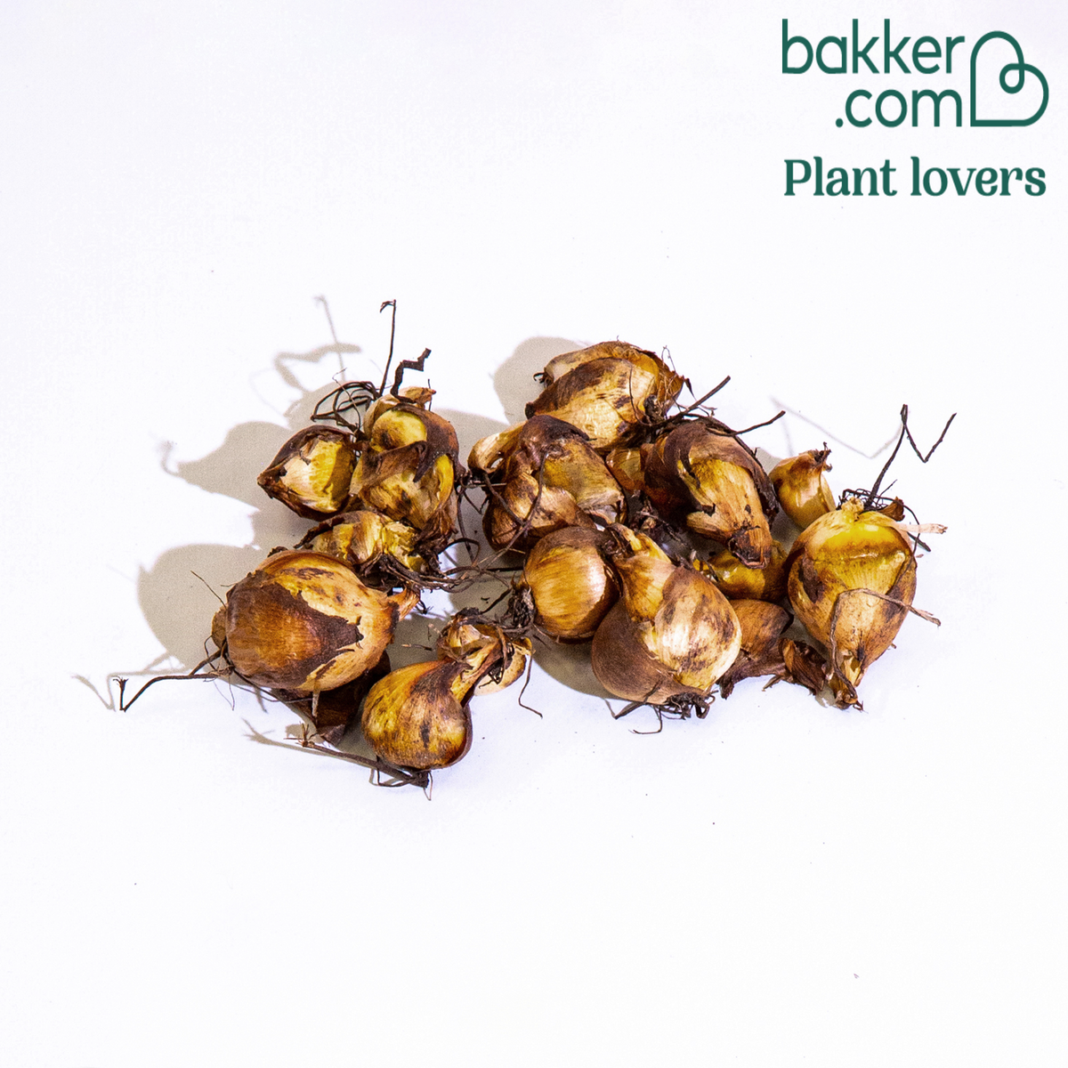 Bakker - Oeil-de-paon en mélange - Tigridia pavonia