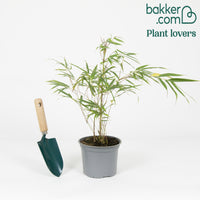 Bambou fargesia Campbell non-traçant