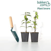 Collection de 2 Jasmin étoilé rose et blanc