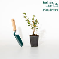 Azalée du Japon rose