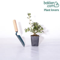 Azalée du Japon violette