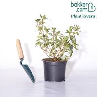 Azalée du Japon rouge