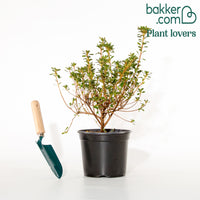 Azalée du Japon rose