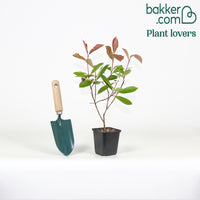 Photinia 'Red Robin'