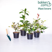 Collection Haie persistante - 4 arbustes