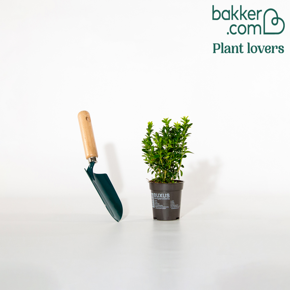 Bakker - Buis commun - Buxus sempervirens