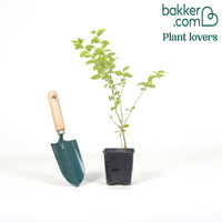 Troène de Californie doré