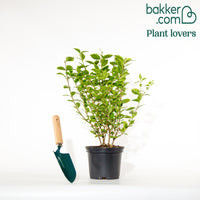 Troène de Californie doré