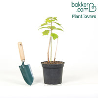 Hibiscus des marais Planet®Griotte Tangri