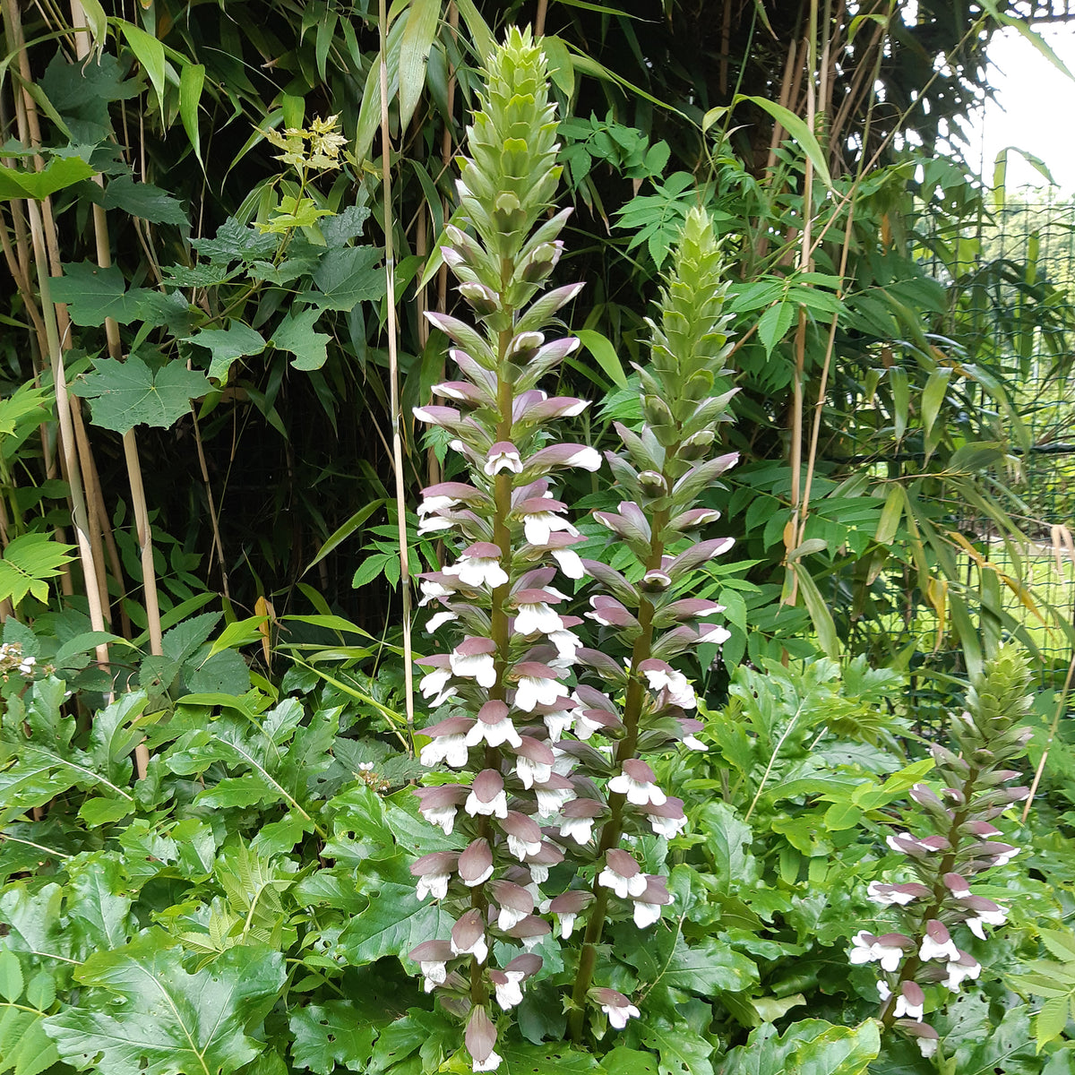Acanthus mollis - Acanthe molle - Acanthe