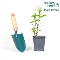 Aster  grands d'automne Crimson Brocade