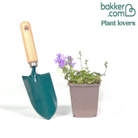 Campanule des murailles