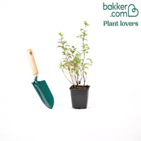 Fuchsia Mme Cornelissen