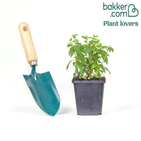 3 Fuchsias Riccartonii