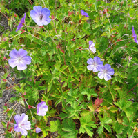 Géraniums - Bec de grue Geranium 'Rozanne' - Geranium gerwat rozanne