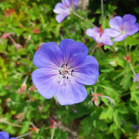 Vente Bec de grue Geranium 'Rozanne' - Geranium gerwat rozanne