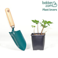 Hellébore 'Christmas Carol'