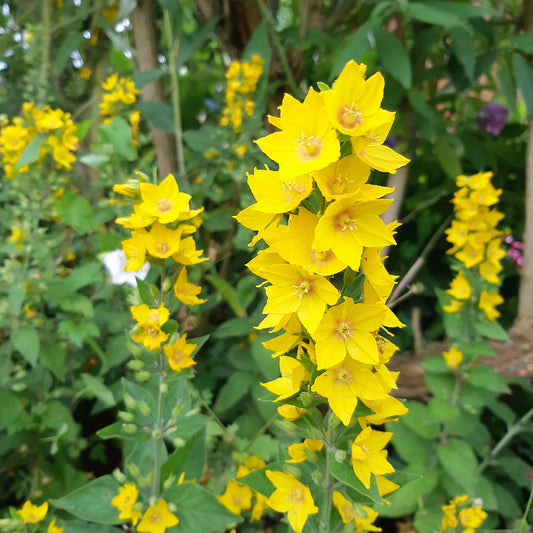 Bakker - 3 Lysimaques ponctuées - Lysimachia punctata - Plantes d'extérieur