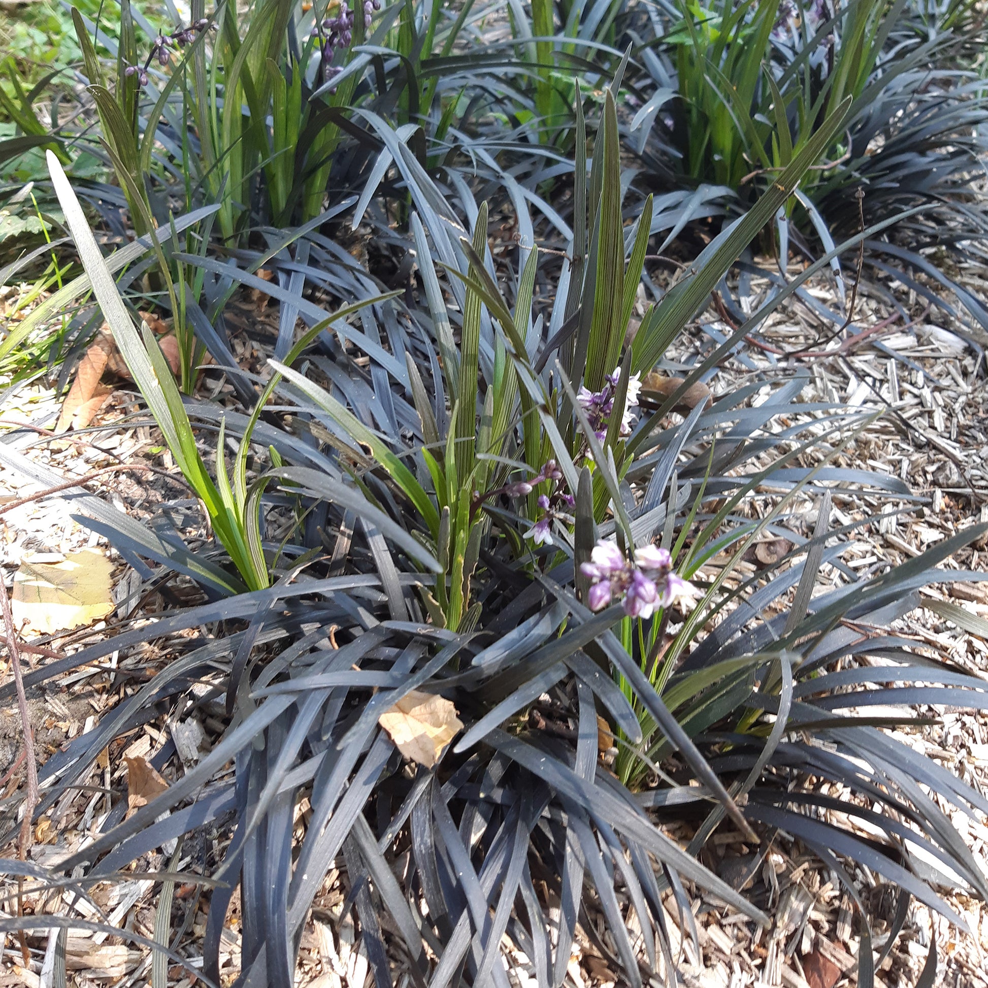 Ophiopogon 'Nigrescens' - Caractéristiques des plantes