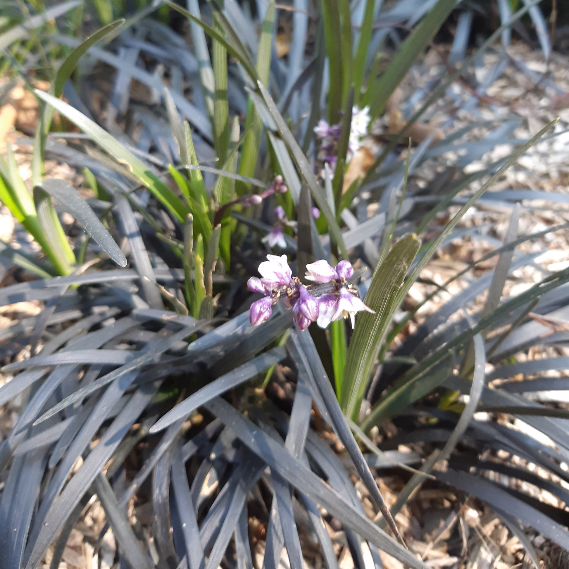 Ophiopogon 'Nigrescens' - Caractéristiques des plantes