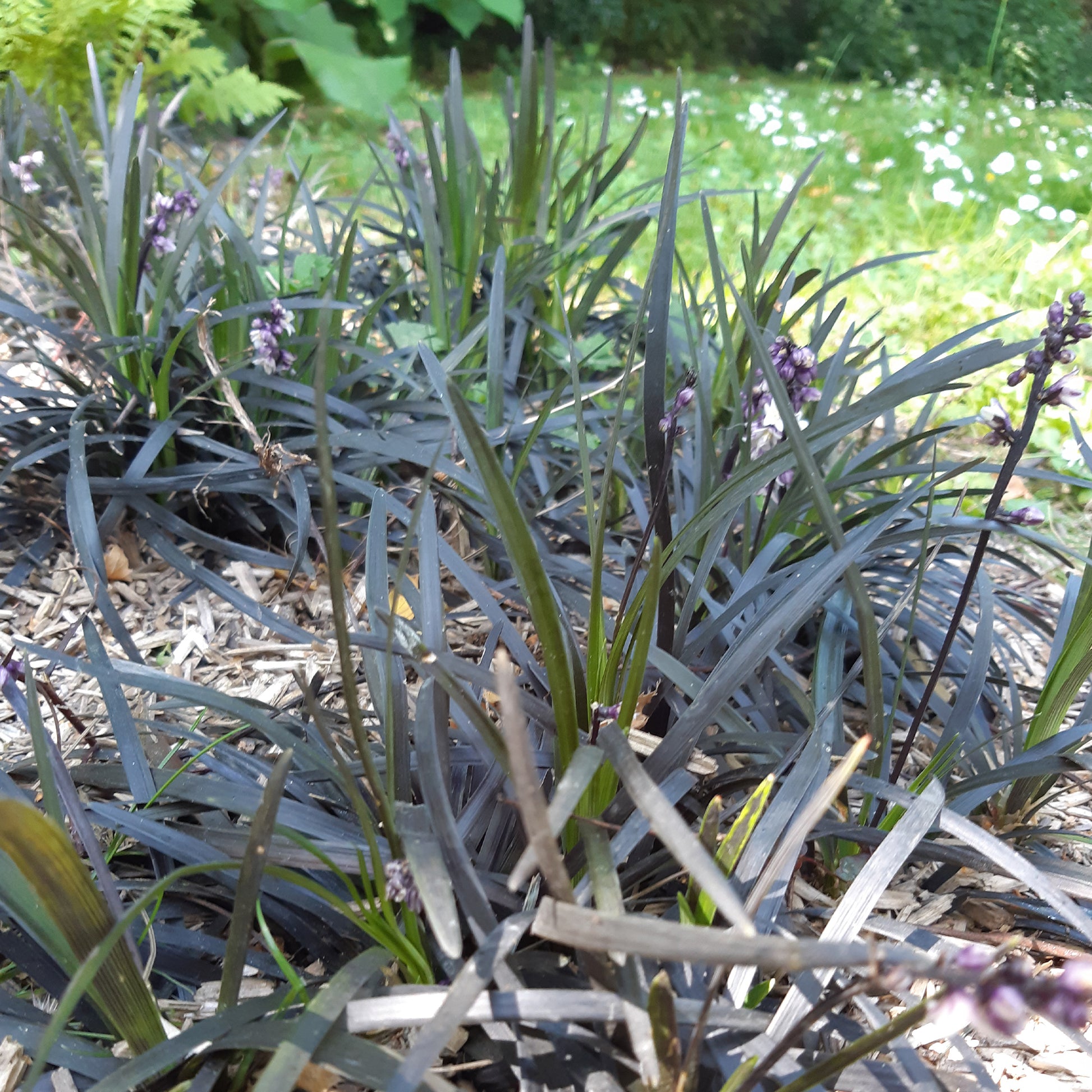 Ophiopogon 'Nigrescens' - Caractéristiques des plantes