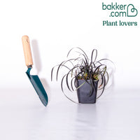 Ophiopogon noir Niger