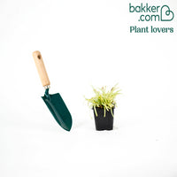 Laîche d'Oshima 'Evergold'